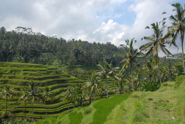 Rice terraces to the north of Ubud, Bali