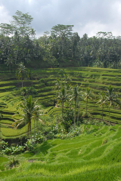 Rice terraces, Bali