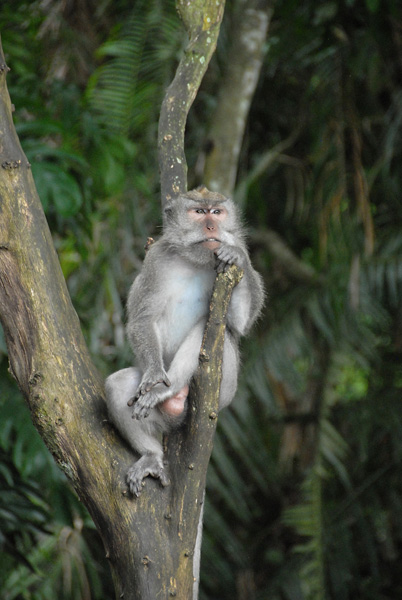 Sacred Monkey Forest, Ubud