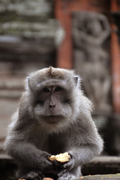 Sacred Monkey Forest, Ubud