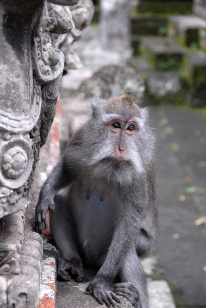 Monkey at the Monkey Forest Temple
