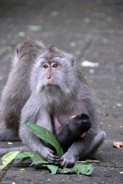 Monkey Forest Temple - Pura Dalem Agung, Ubud