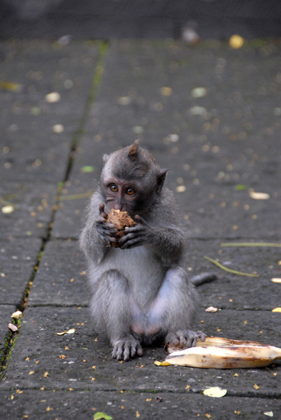 Sacred Monkey Forest, Ubud