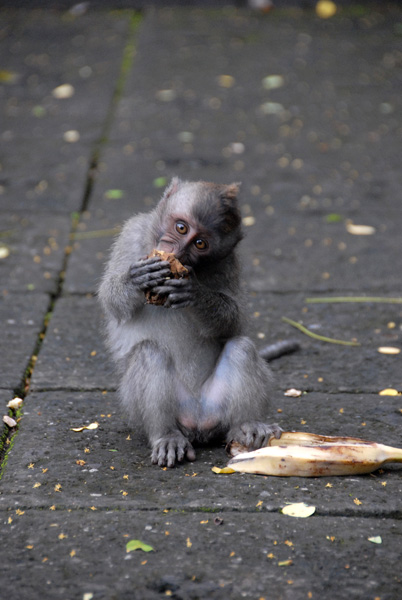 Sacred Monkey Forest, Ubud