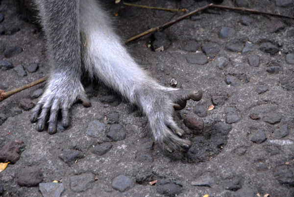 Monkey foot with thumb-like big toe for grasping