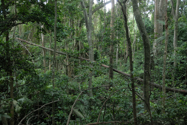 Sacred Monkey Forest, Ubud