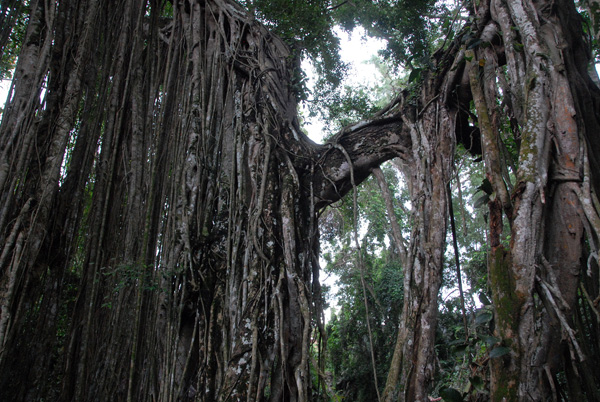 Banyan Tree, Sacred Monkey Forest, Ubud
