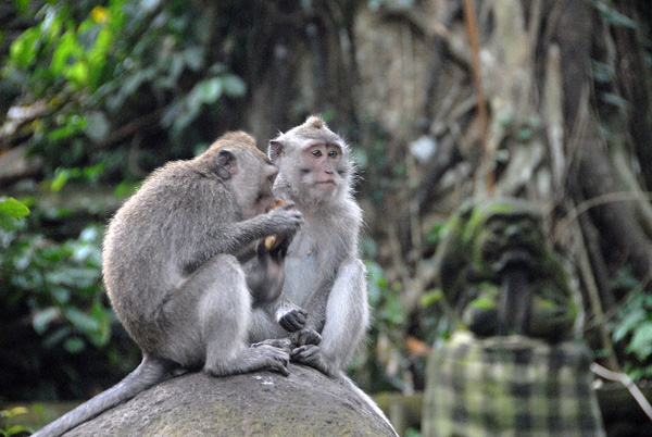 Sacred Monkey Forest, Ubud