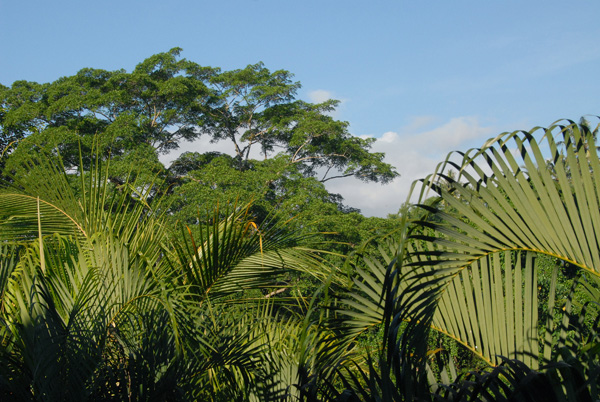 View from the room, Bali Spirit Hotel, Ubud