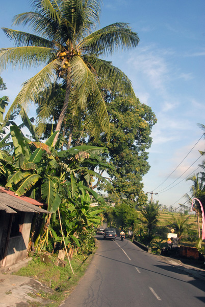 Palm lined road, central Bali