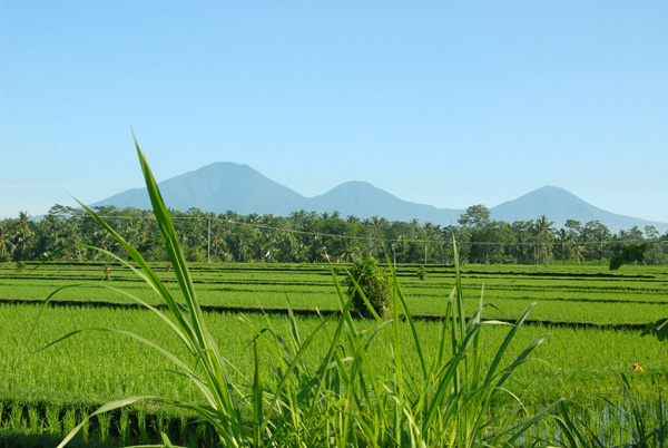 The northern volcanoes of Gunung Batukaru (2276m), Gunung Sengayang (2093m) and Gunung Adeng (1826 m) (1860m)