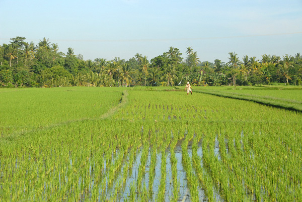 Flooded field of rice, Bali