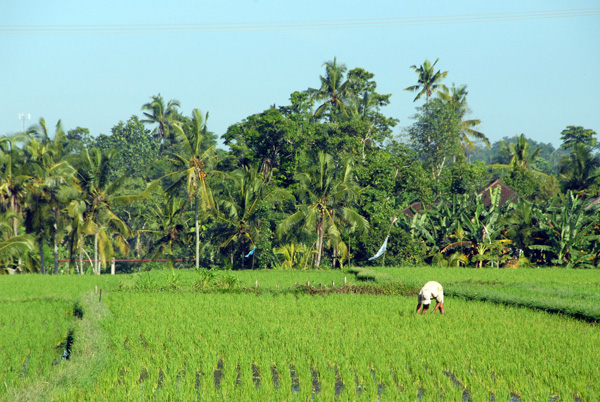 Worker tending a field of rice, Bali