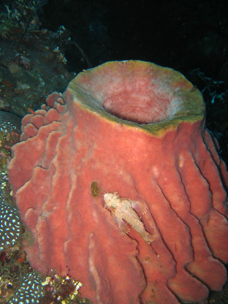 Barrel sponge, Bali