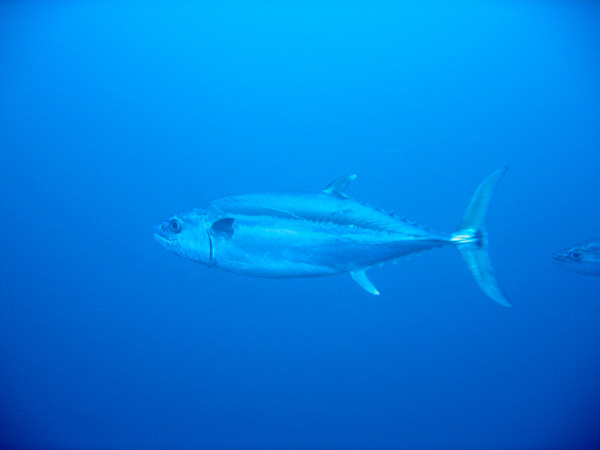 A very large yellowfin tuna, Bali