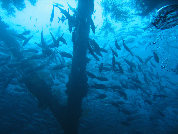 The wreck of the USAT Liberty is now the best dive site around Bali