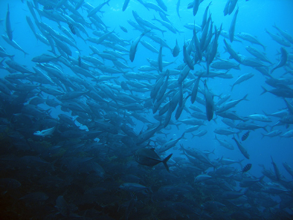 Cargo hold of the wreck of the Liberty with bigeye trevally, Bali