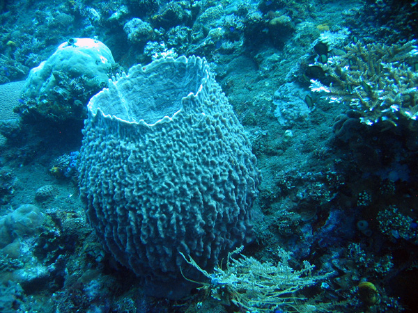 Barrel sponge, Tulamben, Bali