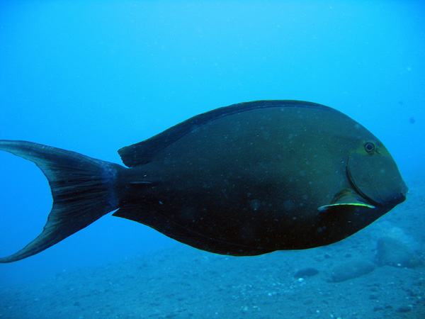 Surgeonfish, Bali