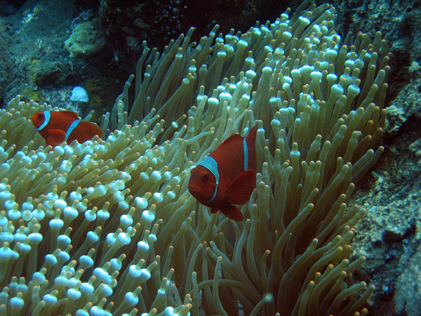 Clownfish, Tulamben, Bali