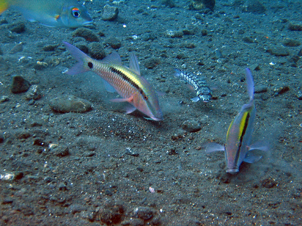 Sharpnose sandperch between two Dash-dot goatfish