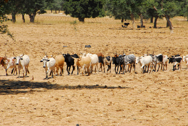 Cattle walking in a line outside a village