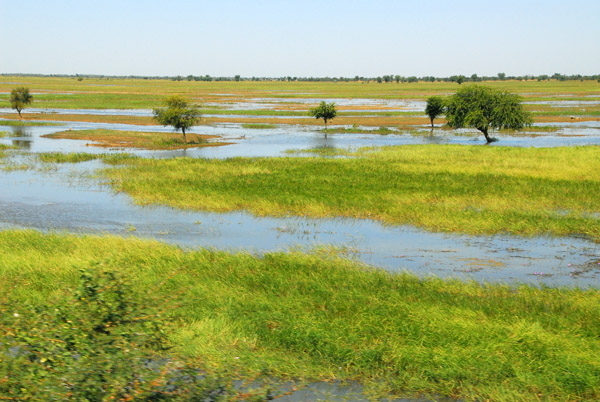 Wetlands along the Bani River near Djenné