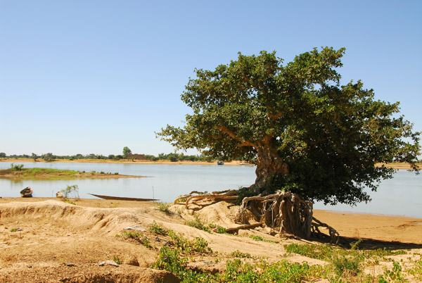 Big tree along the Bani River, Mali