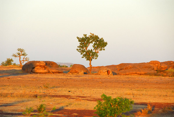 Nomad huts under a tree, Mali