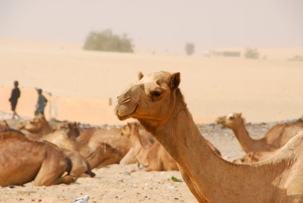 Saharan sands rise beyond Timbuktu