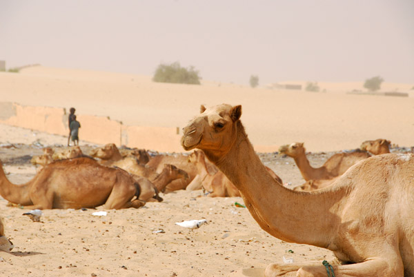 Camels, Tombouctou, Mali