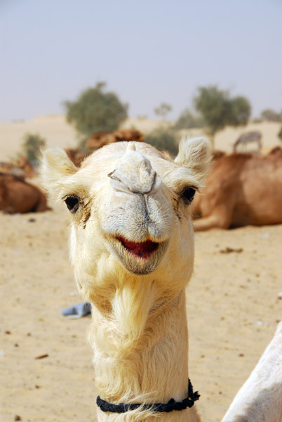 Camel portrait, Timbuktu