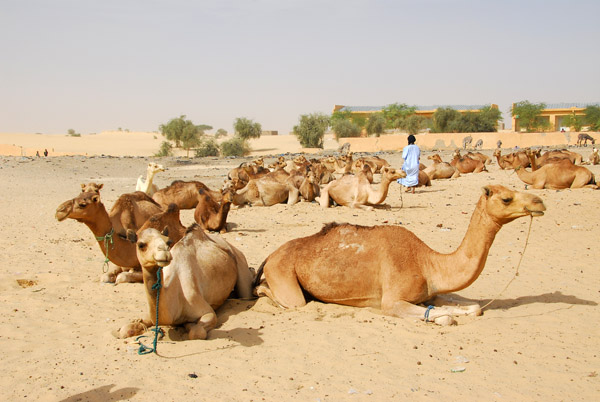 Camels parked near the Flamme de la Paix, Tombouctou