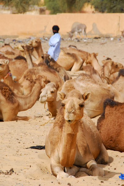 Tuareg walks among the camels