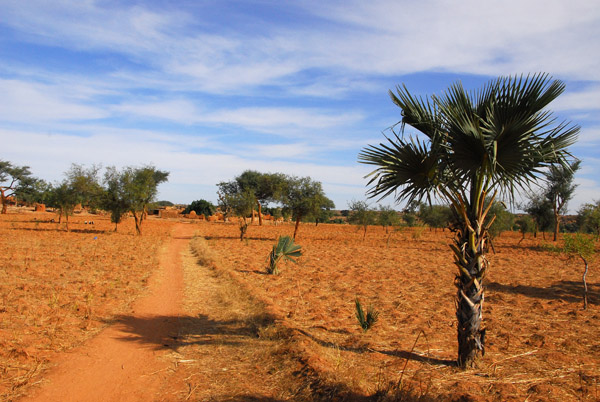A dirt road leading to a Dogon village