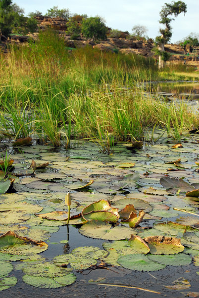 Lily pond, Dogon Plateau