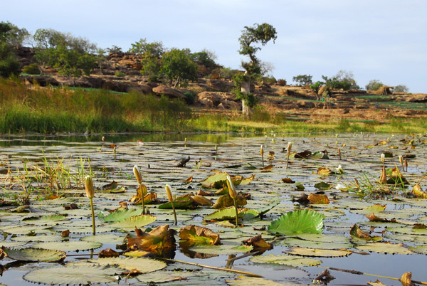 Lily pond, Dogon Plateau, on the road from Bandiagara to Tereli