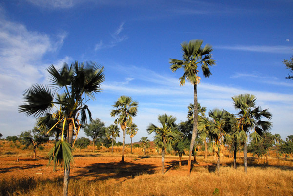 Palms on the road from Bandiagara back to Mopti