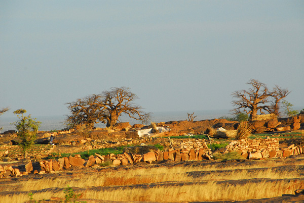 Baobabs and fields near Daga-Tereli
