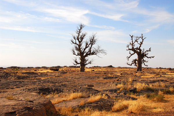 The Two Baobabs make great landmarks for hiking around Daga