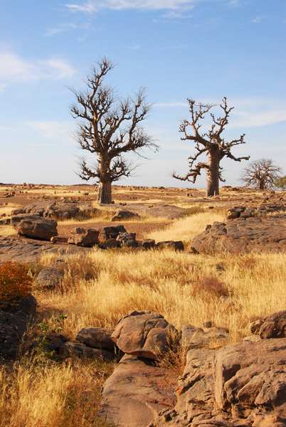 The Two Baobabs, Daga
