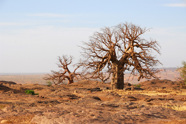 Baobab, Dogon Plateau
