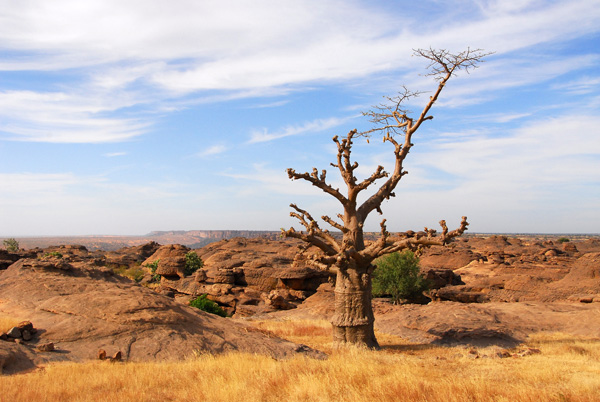 Baobab on the top of the Dogon Plateau, Mali