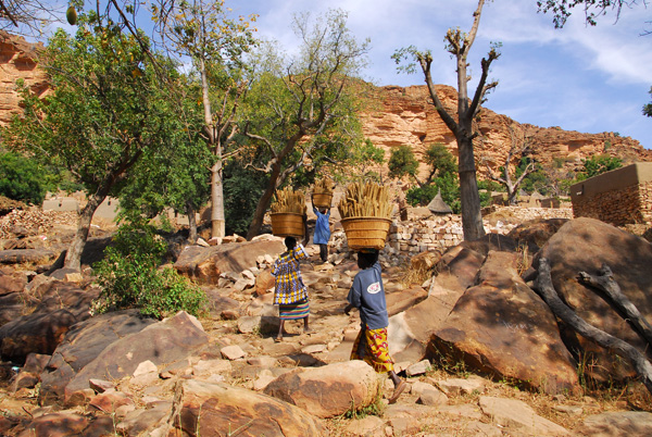 Dogon women carrying baskets of millet, the staple crop of West Africa