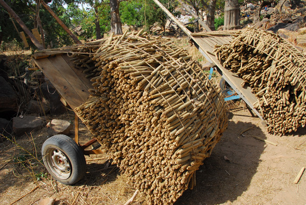 Millet, the staple food crop of West Africa