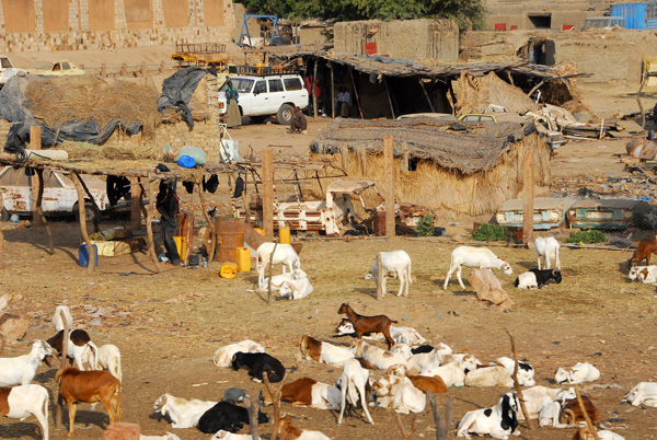 Livestock market outside Mopti