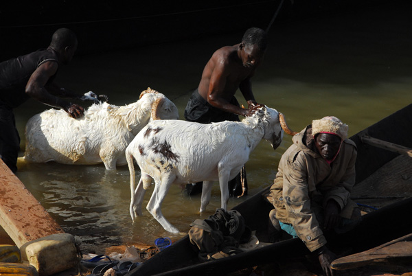 Washing livestock in the Niger River, Mopti