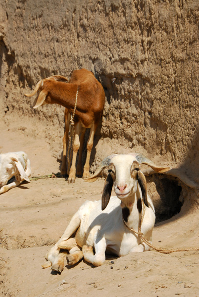 Goat relaxing, Mopti