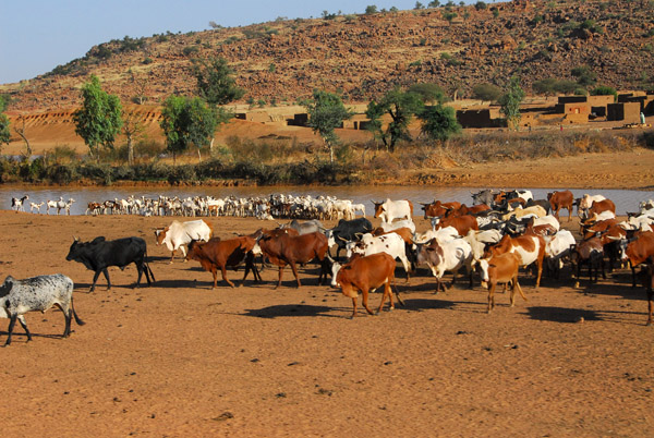 Cattle and sheep herds at a waterhole by a village along N16, Mali