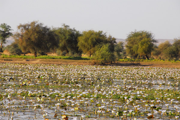 Lily pond, Mali